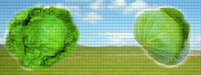 �L���x�c�E���^�X�@�h�{�f